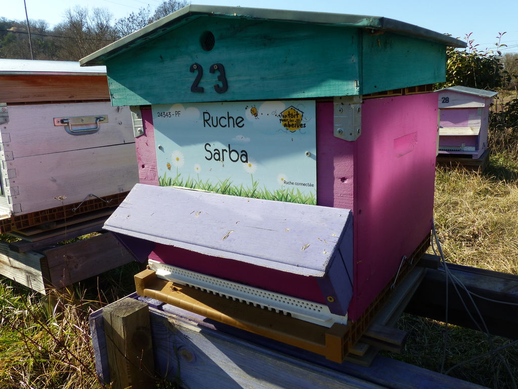 La ruche Sarba