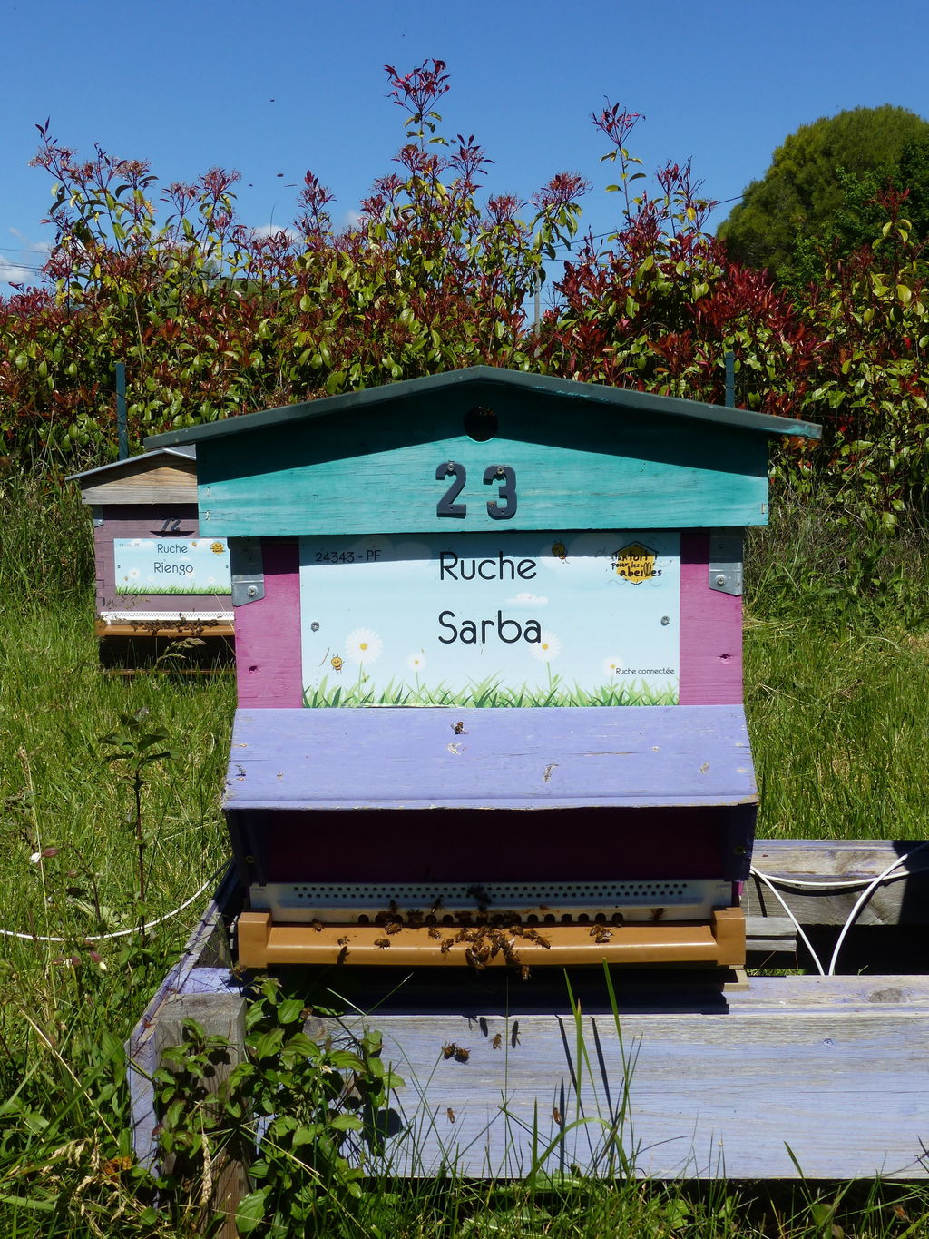 La ruche Sarba