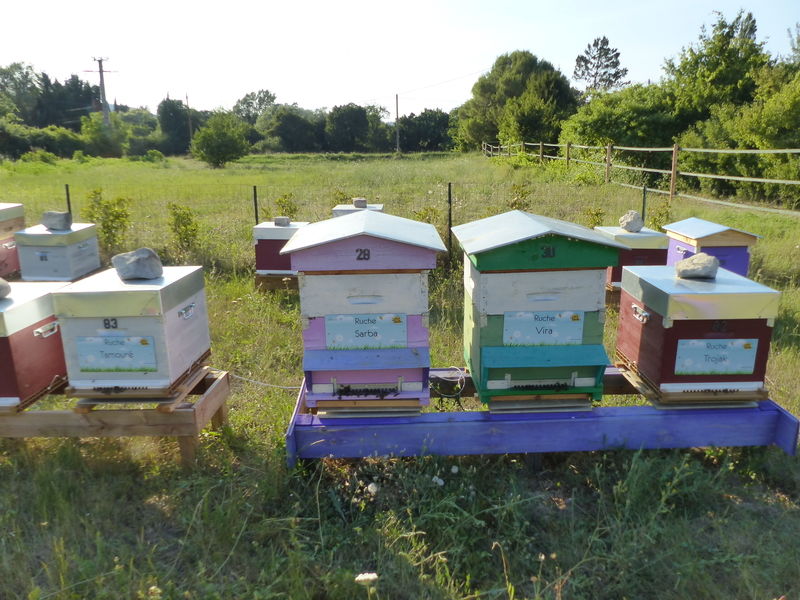 La ruche Sarba