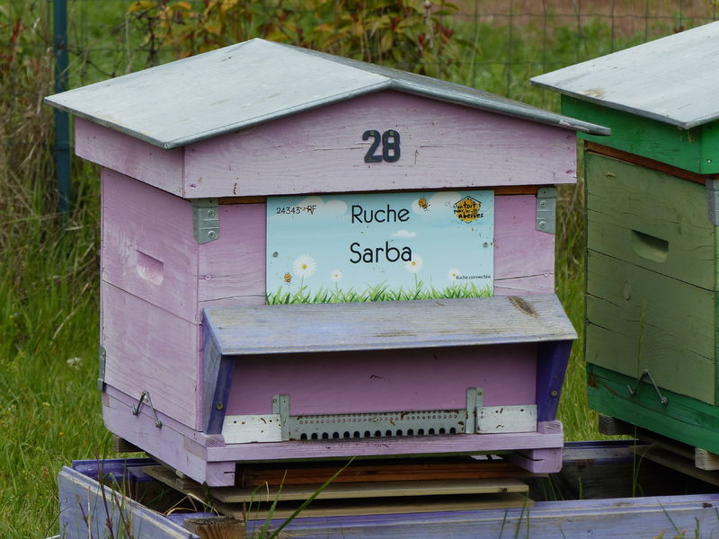 La ruche Sarba