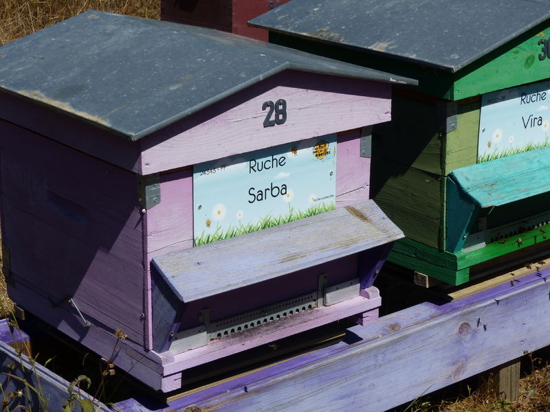 La ruche Sarba