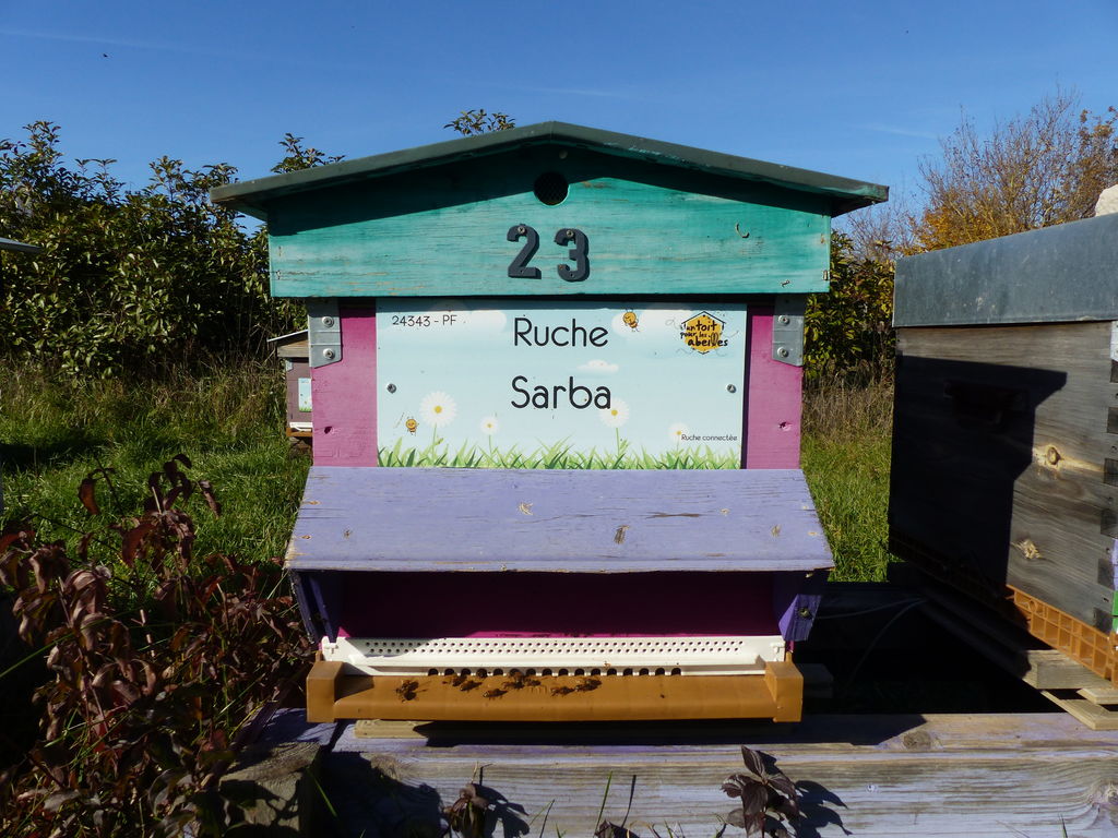 La ruche Sarba