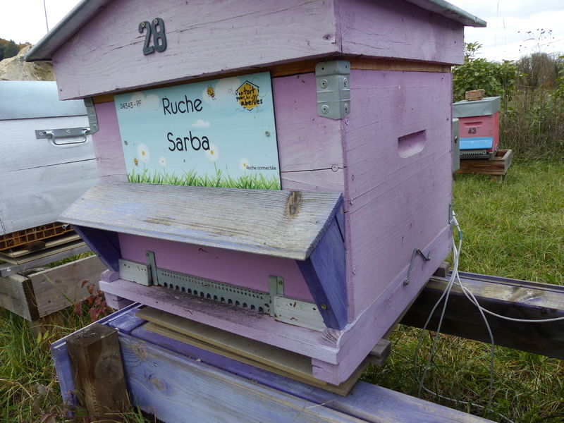 La ruche Sarba