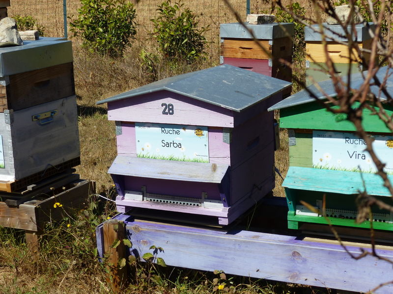 La ruche Sarba