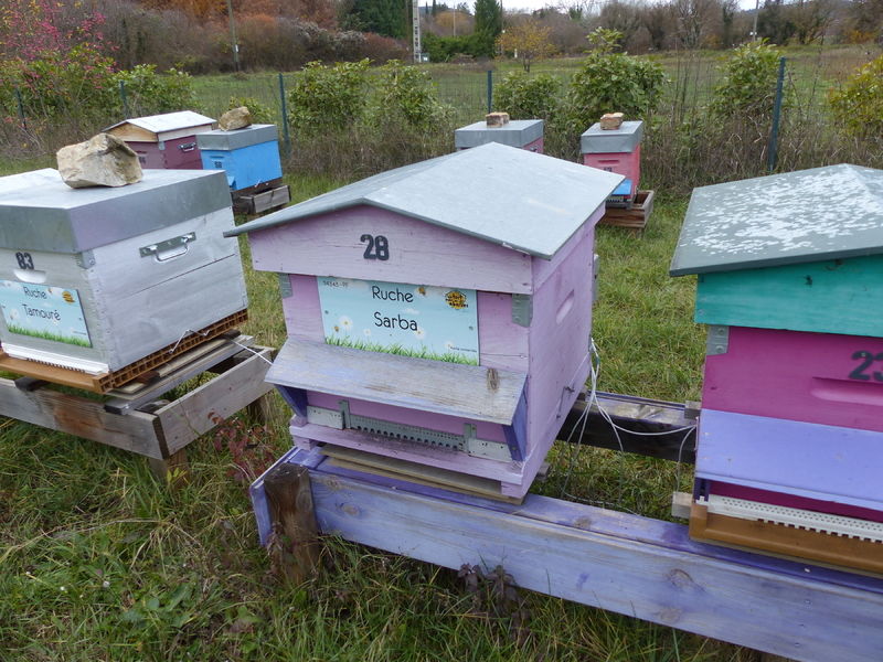 La ruche Sarba