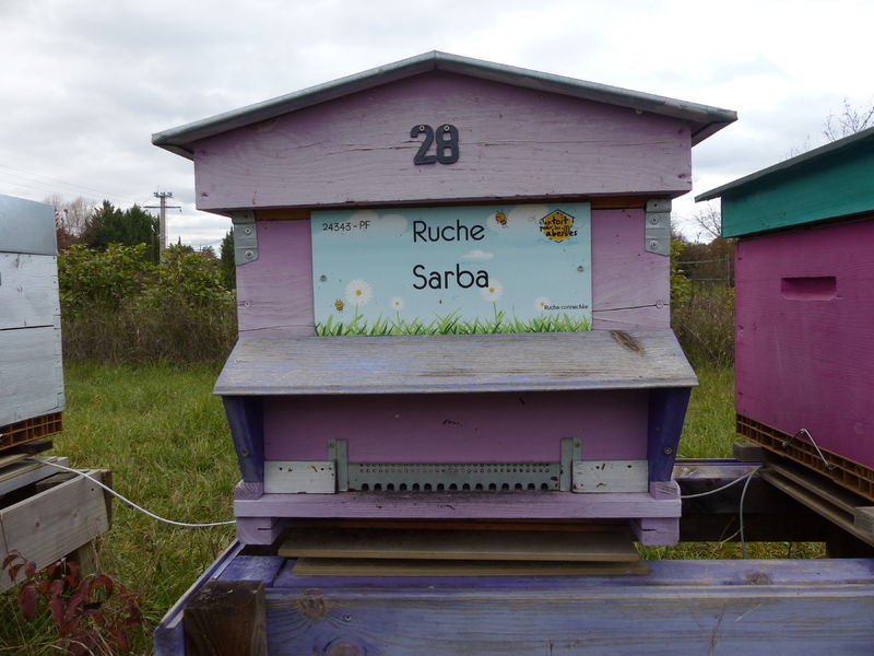La ruche Sarba