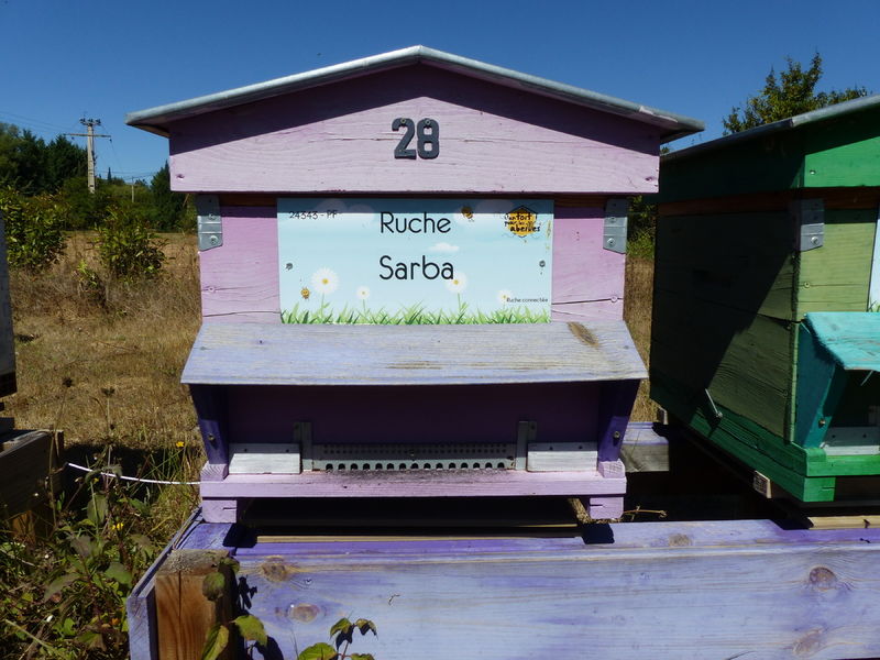 La ruche Sarba