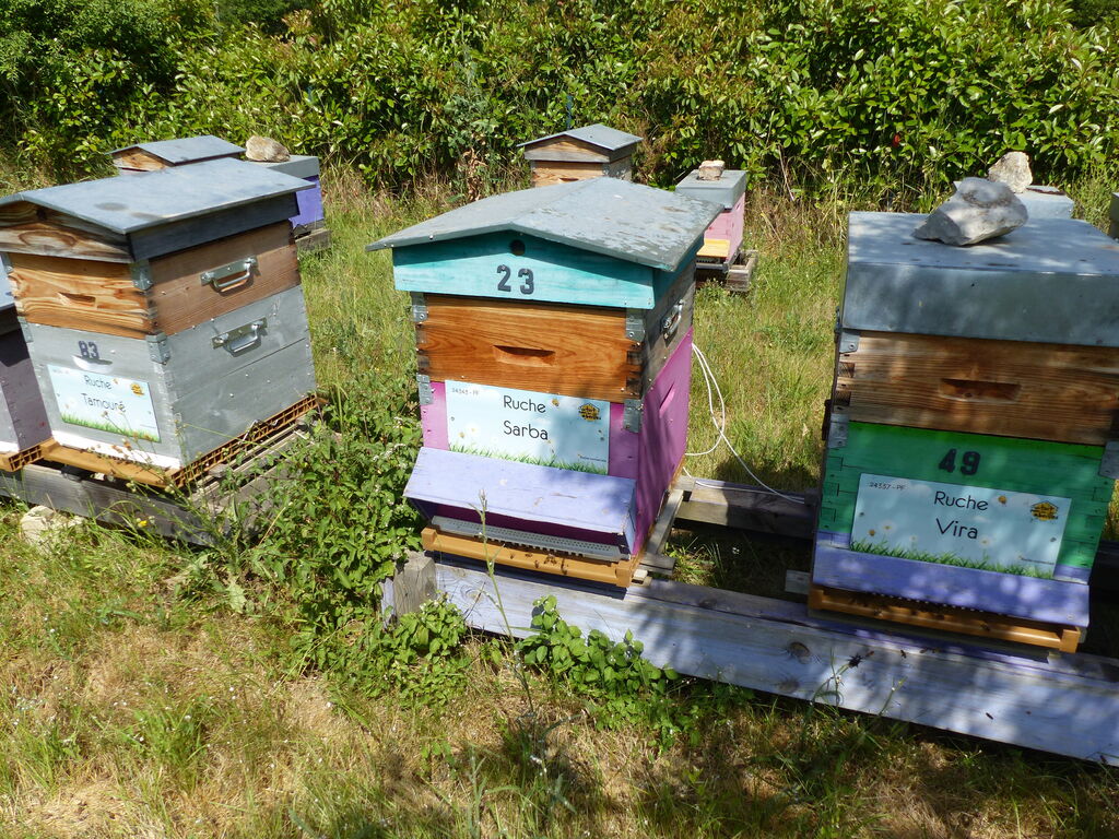 La ruche Sarba