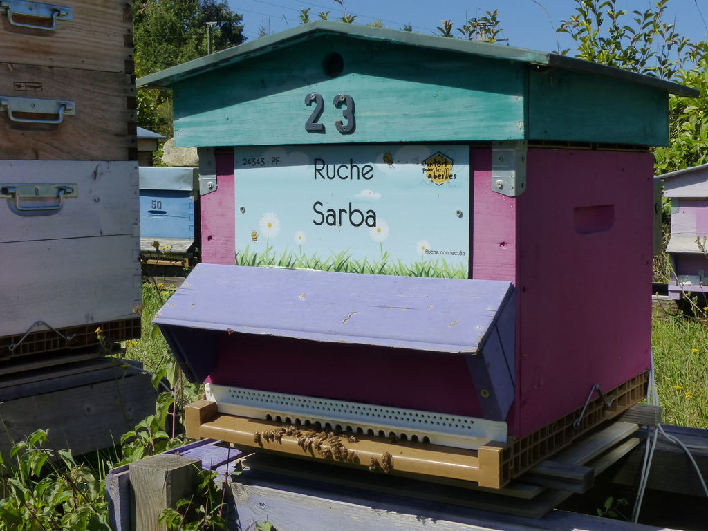 La ruche Sarba