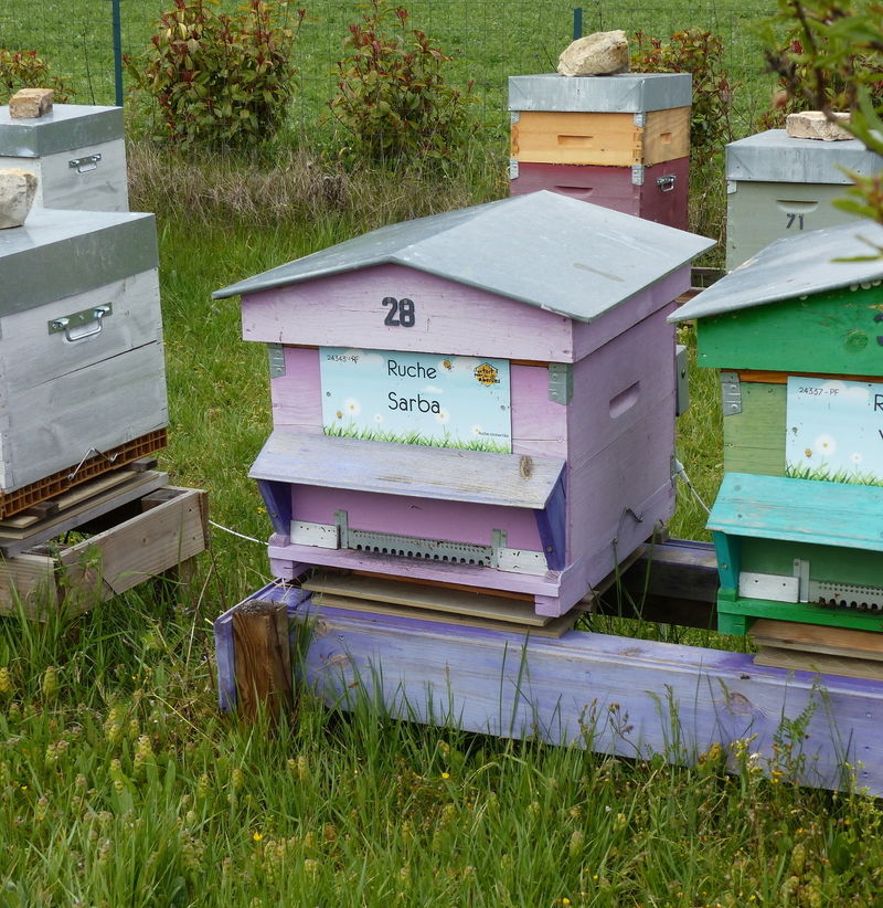 La ruche Sarba