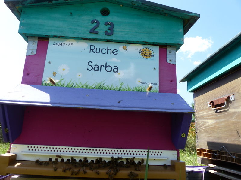 La ruche Sarba