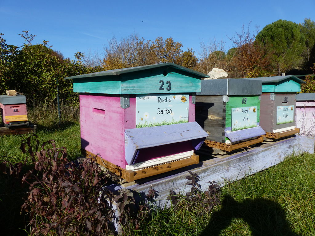 La ruche Sarba