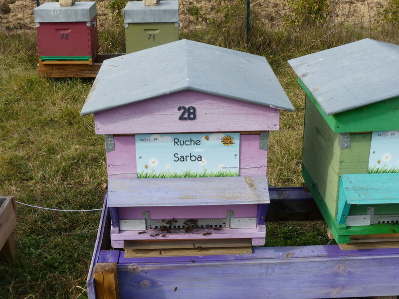 La ruche Sarba