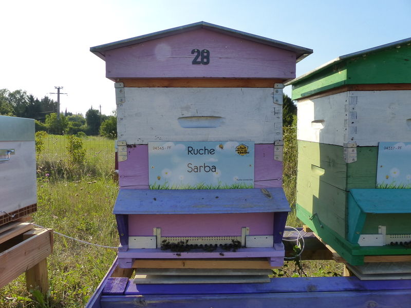 La ruche Sarba