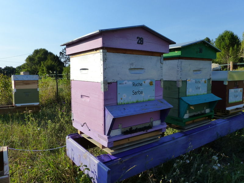 La ruche Sarba