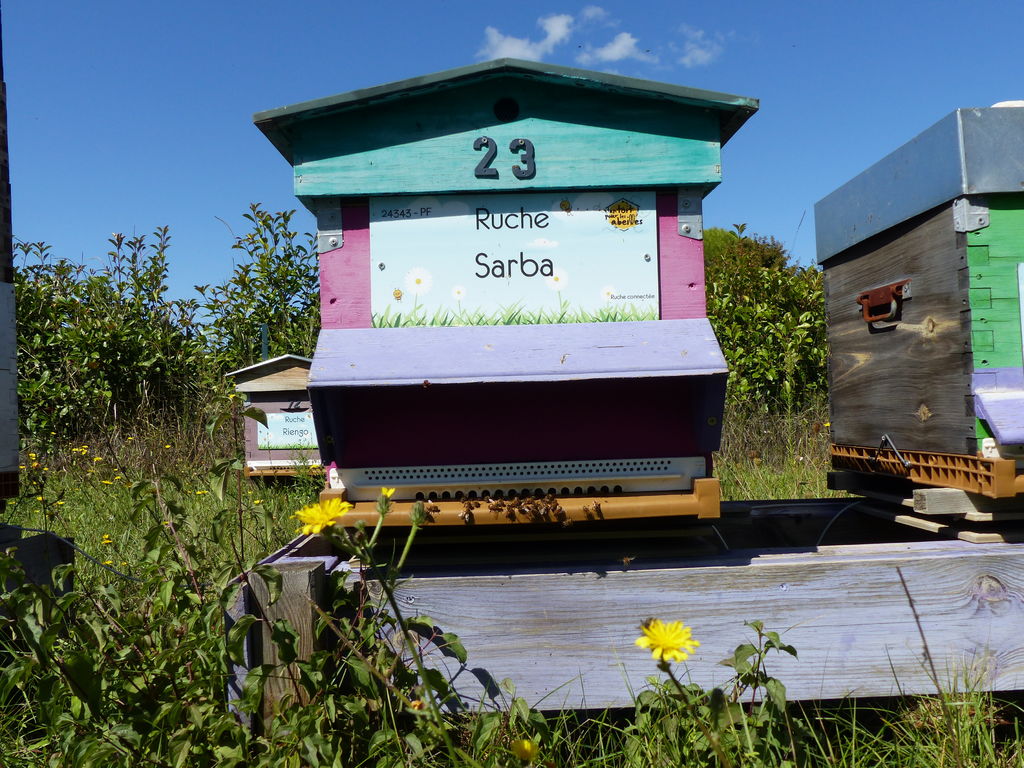 La ruche Sarba