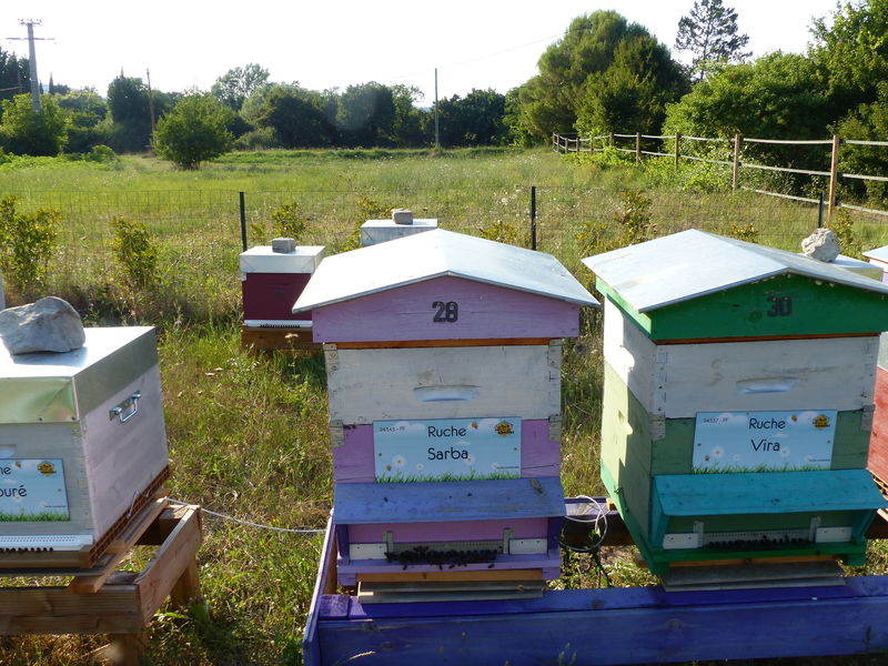 La ruche Sarba