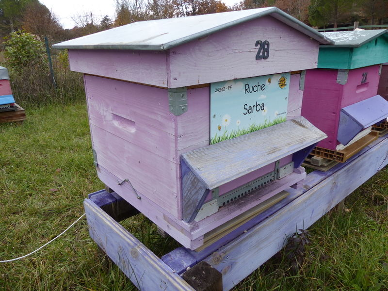 La ruche Sarba