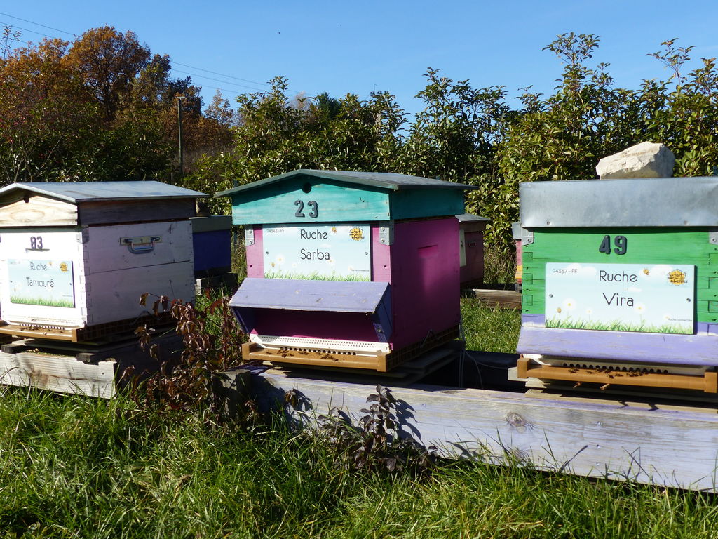 La ruche Sarba
