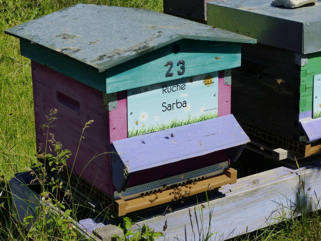 La ruche Sarba
