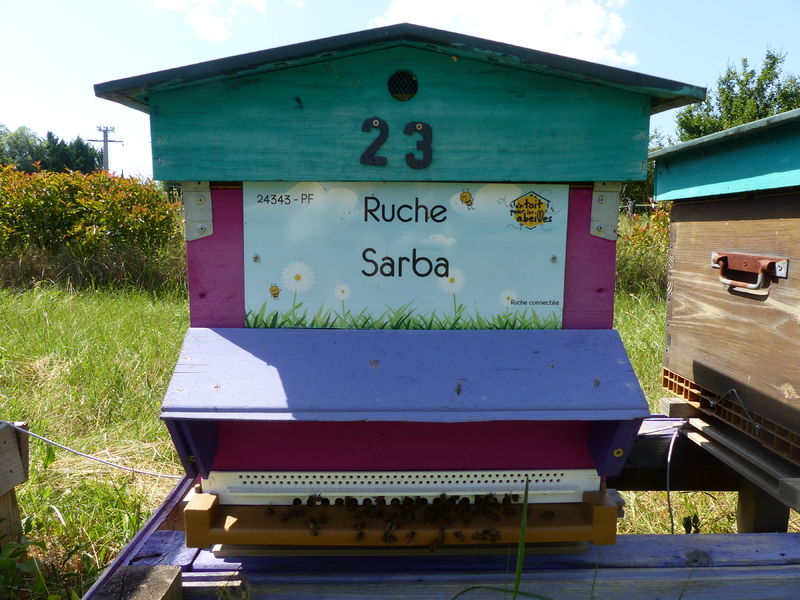 La ruche Sarba
