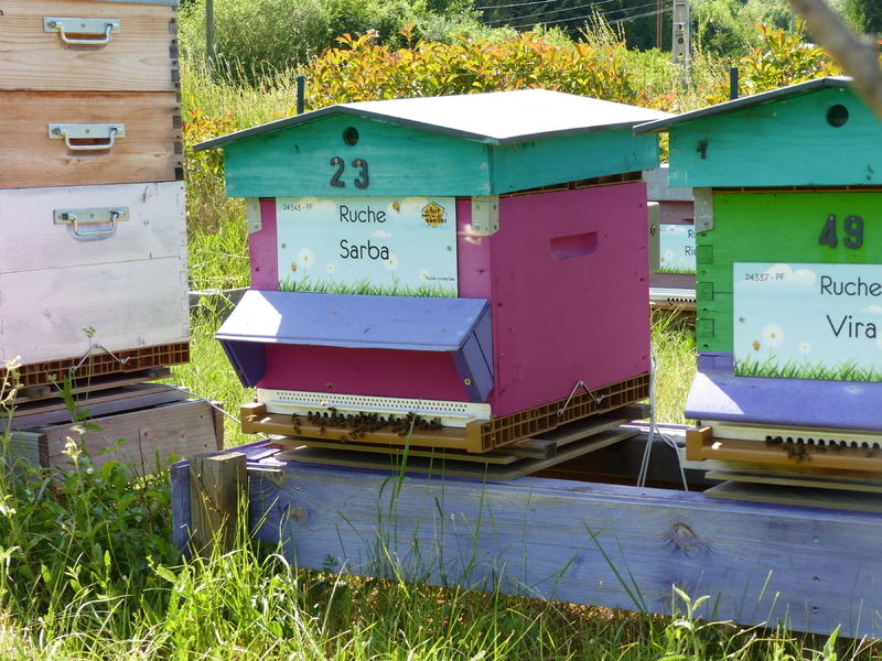 La ruche Sarba