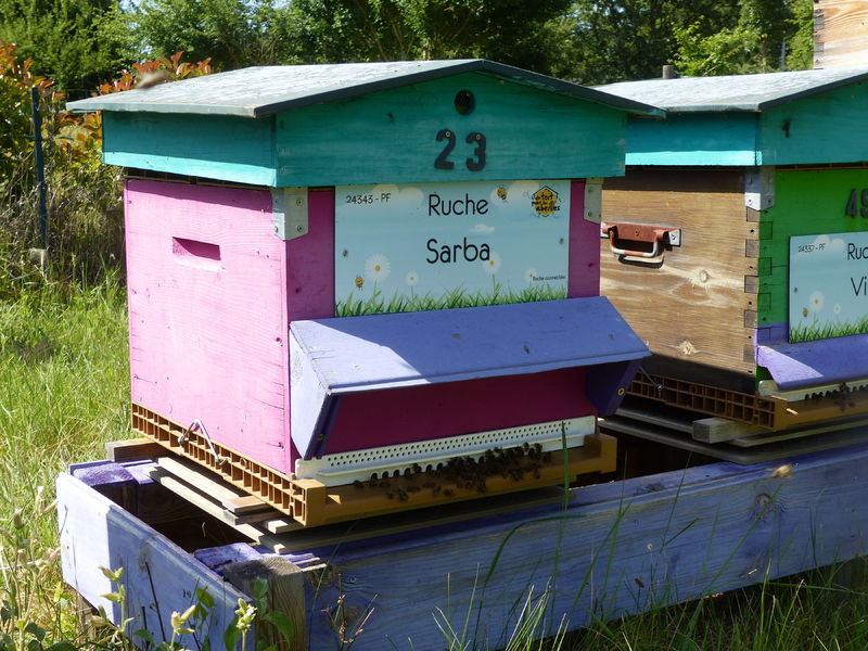 La ruche Sarba
