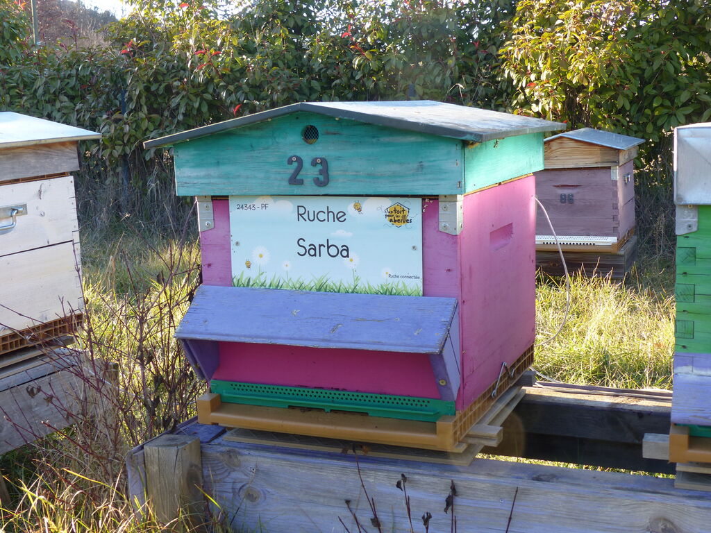 La ruche Sarba