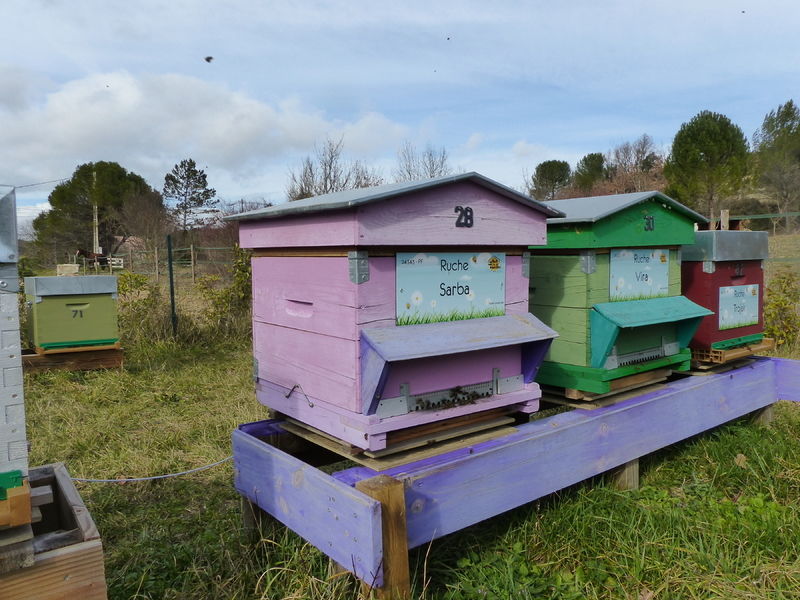 La ruche Sarba