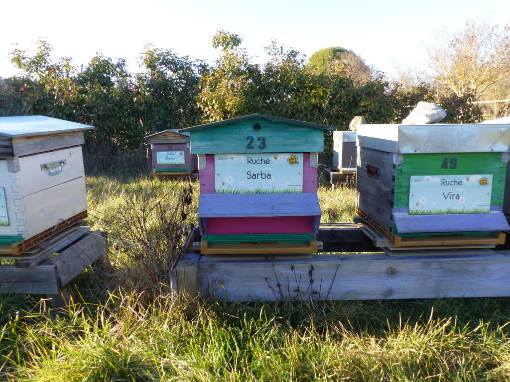 La ruche Sarba