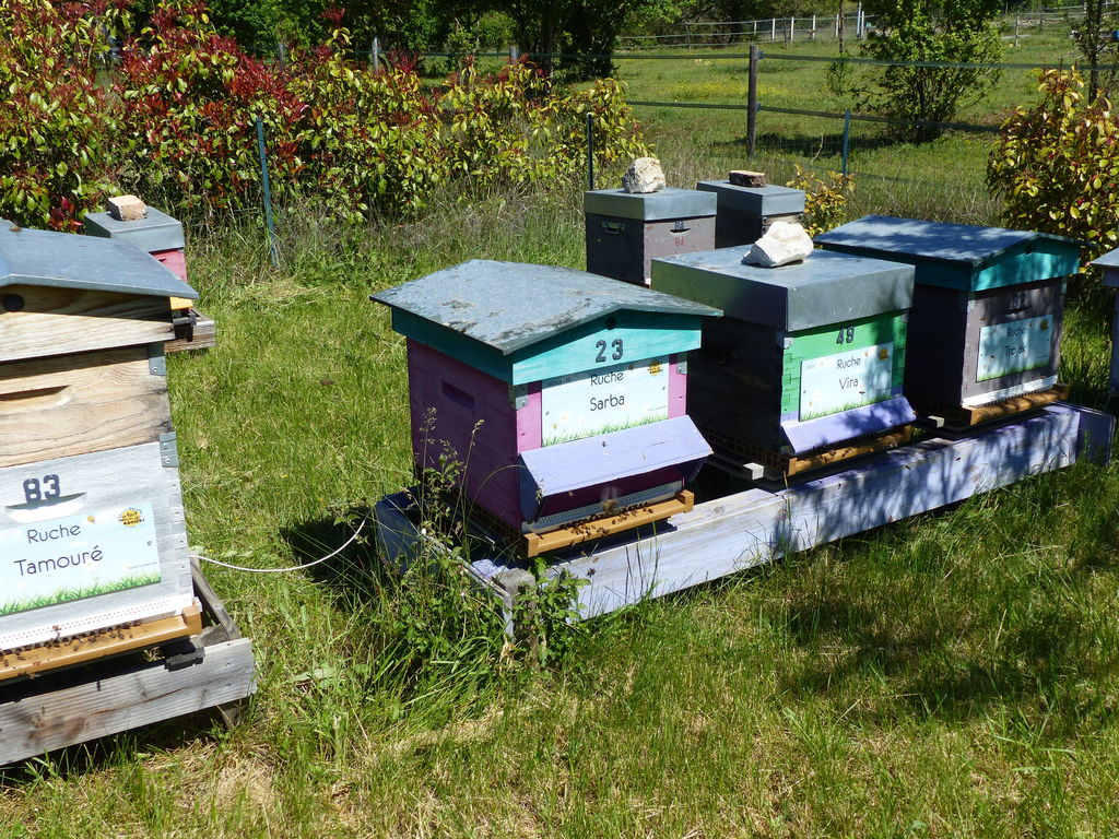 La ruche Sarba