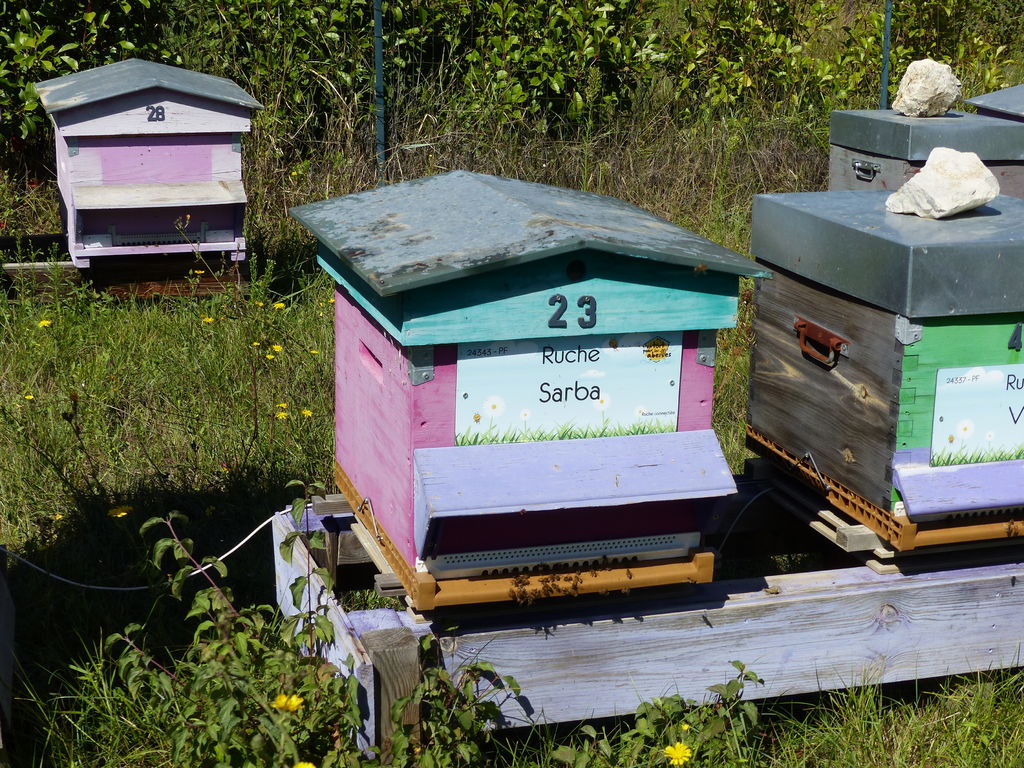 La ruche Sarba