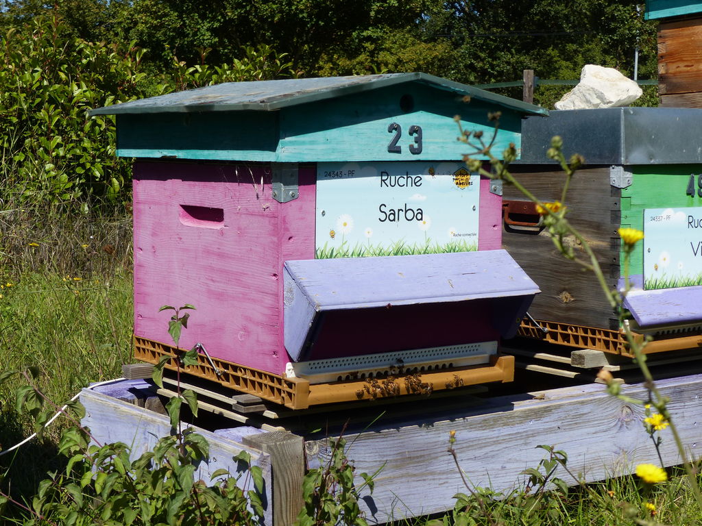 La ruche Sarba
