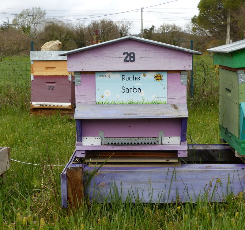 La ruche Sarba