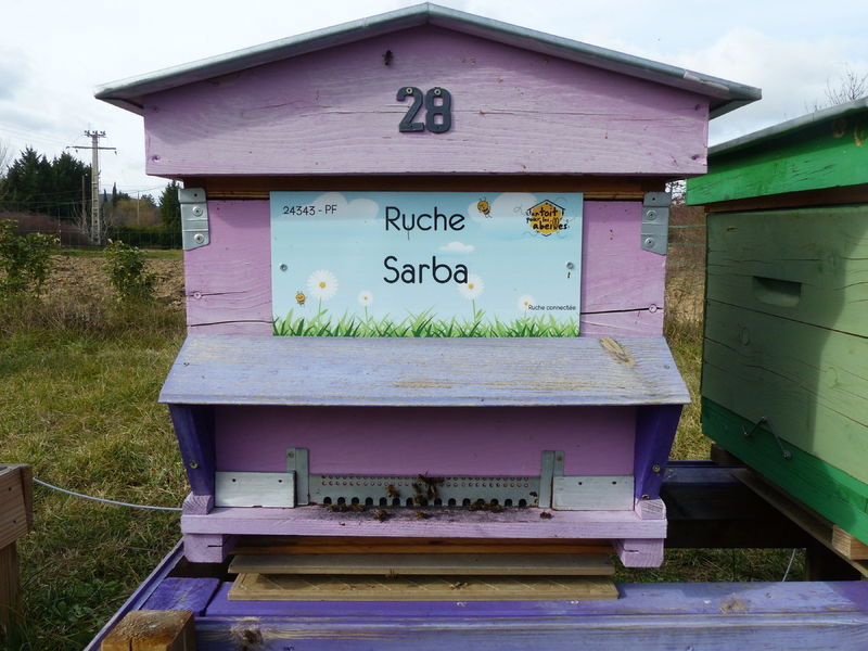 La ruche Sarba