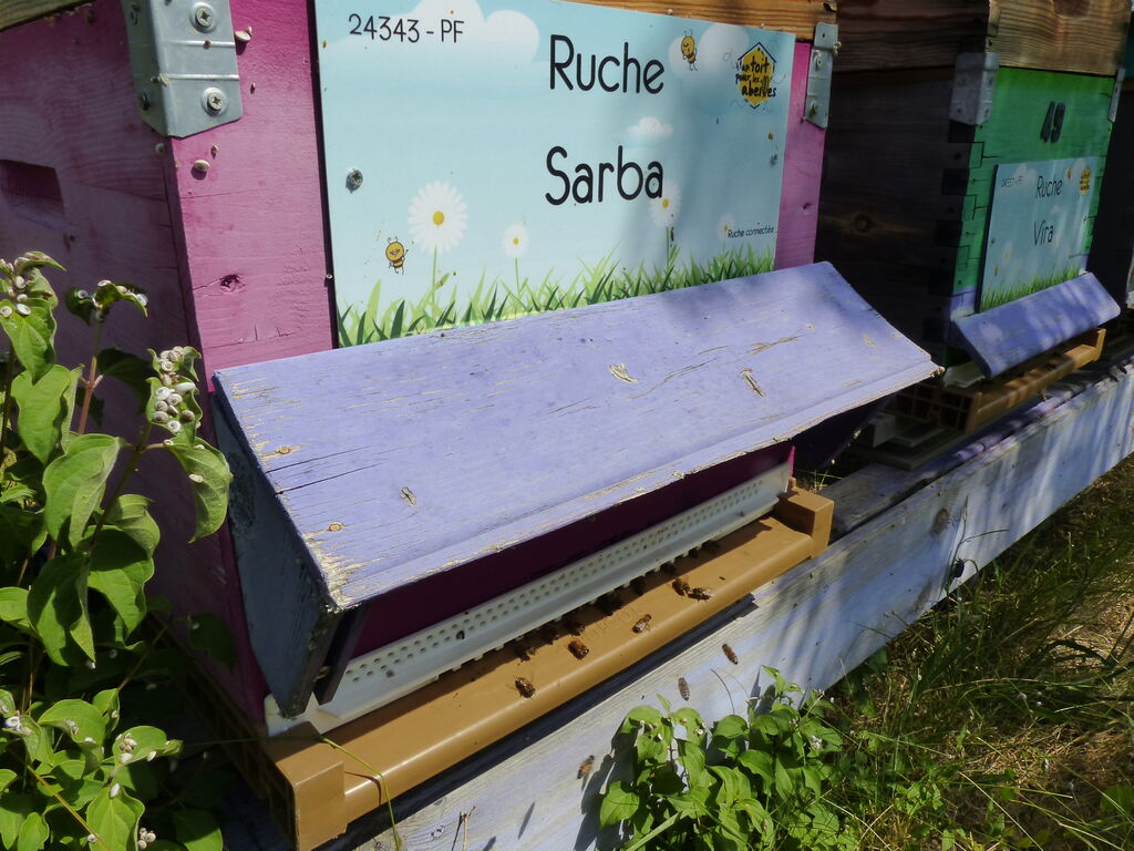 La ruche Sarba