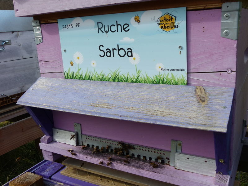 La ruche Sarba