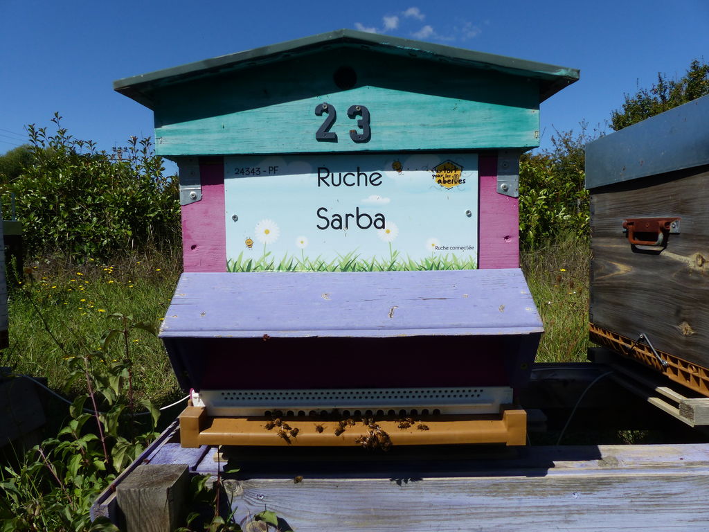 La ruche Sarba