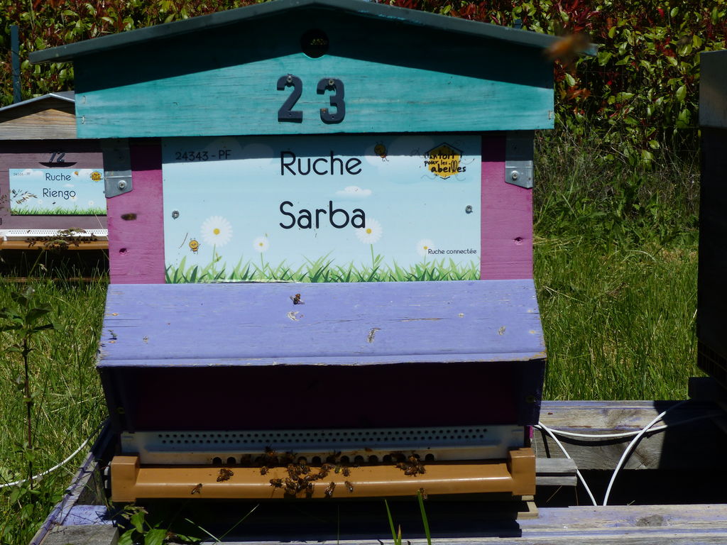 La ruche Sarba