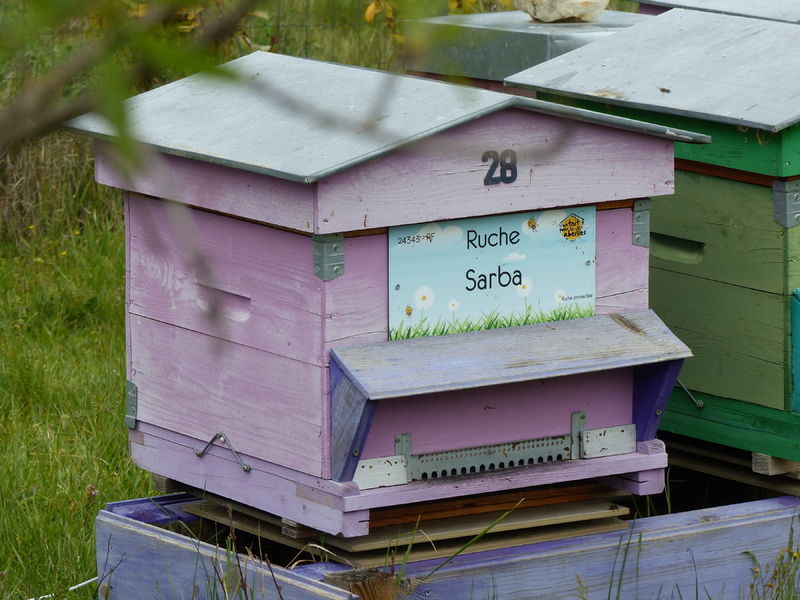 La ruche Sarba