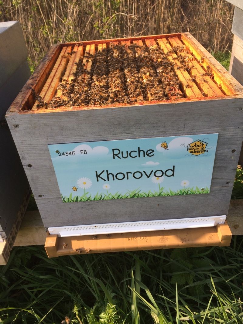 La ruche