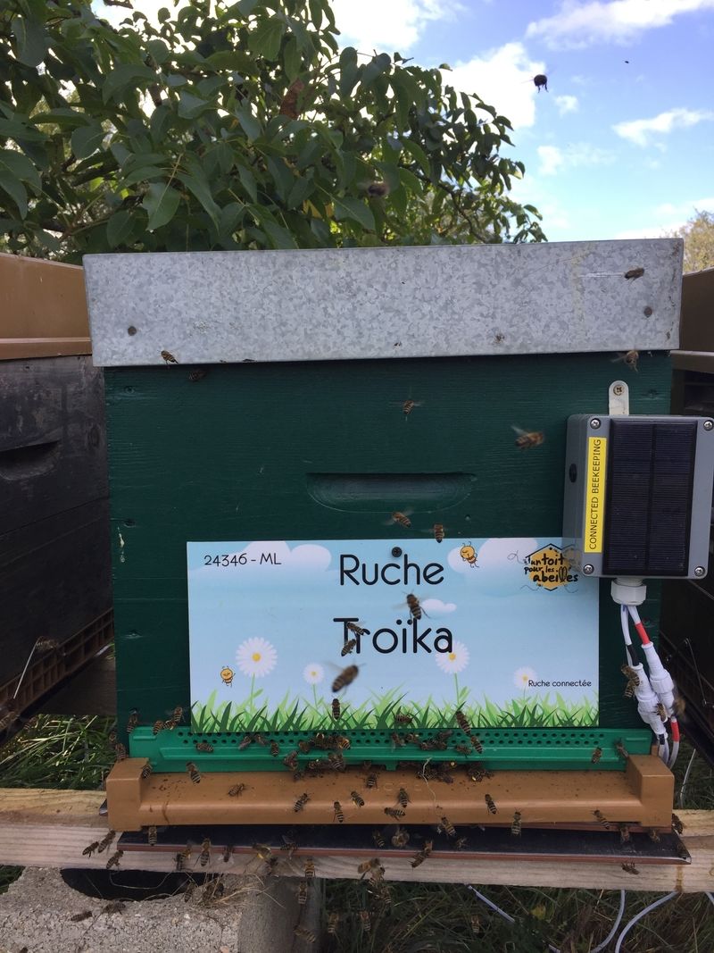 La ruche