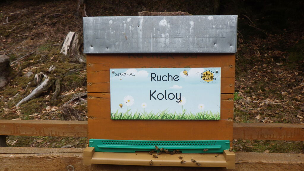 La ruche Koloy