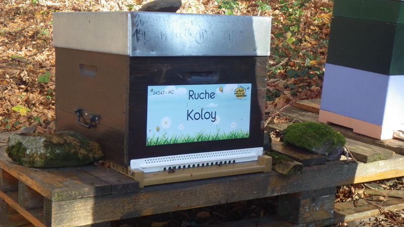 La ruche Koloy