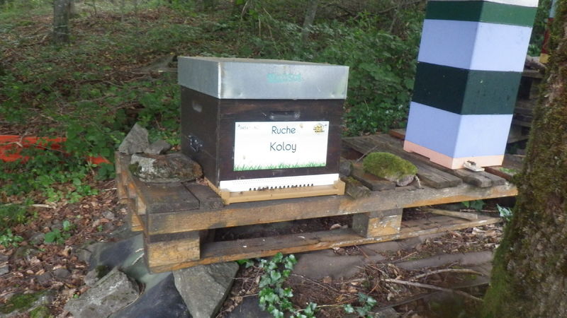 La ruche Koloy