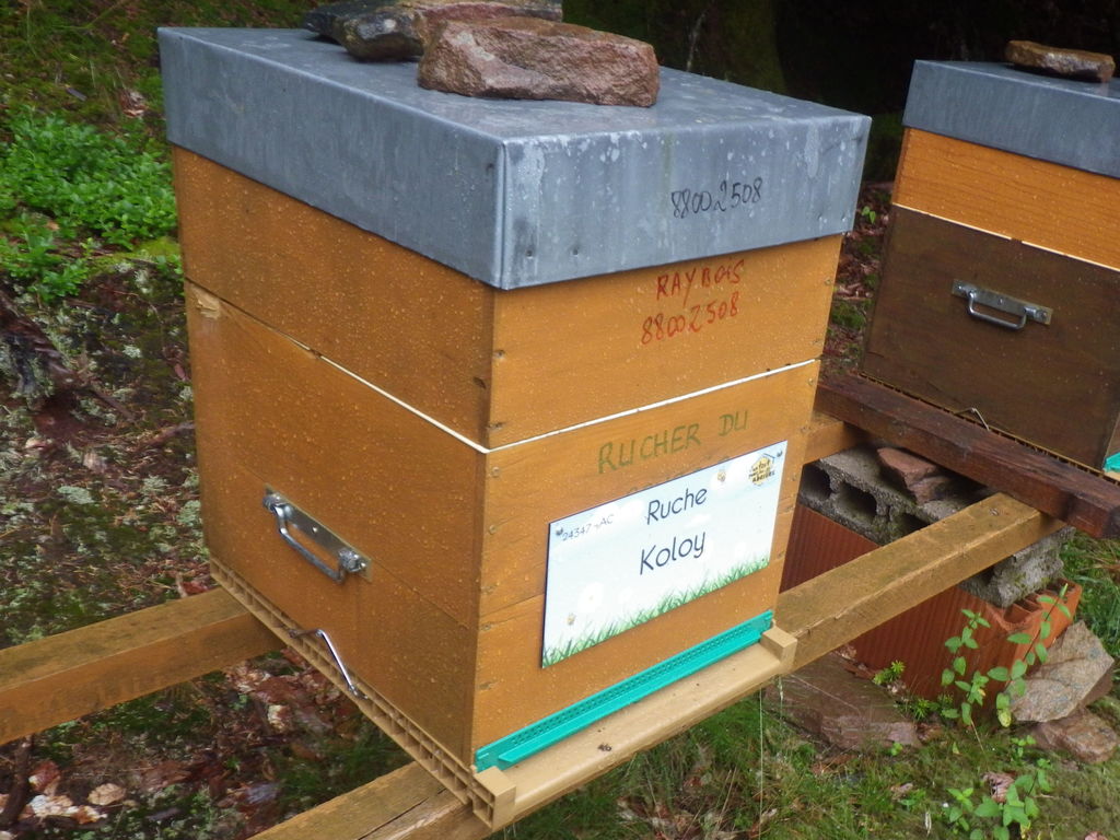 La ruche Koloy