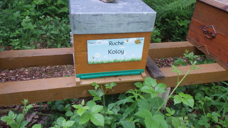La ruche Koloy