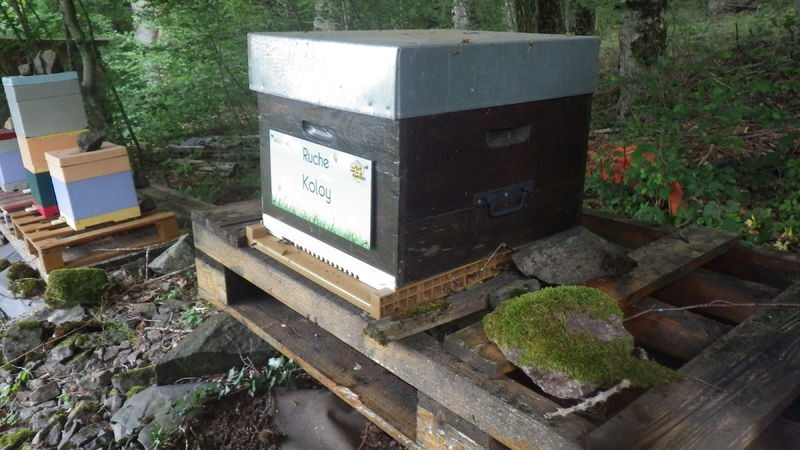 La ruche Koloy
