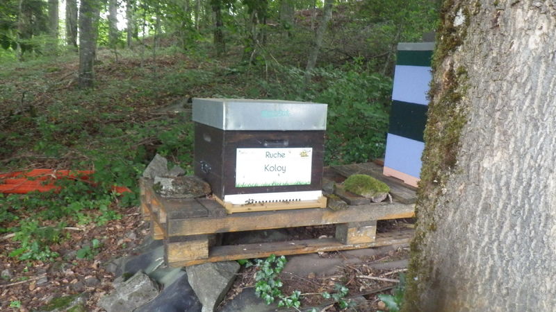 La ruche Koloy