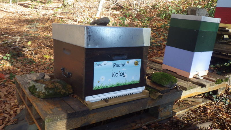 La ruche Koloy